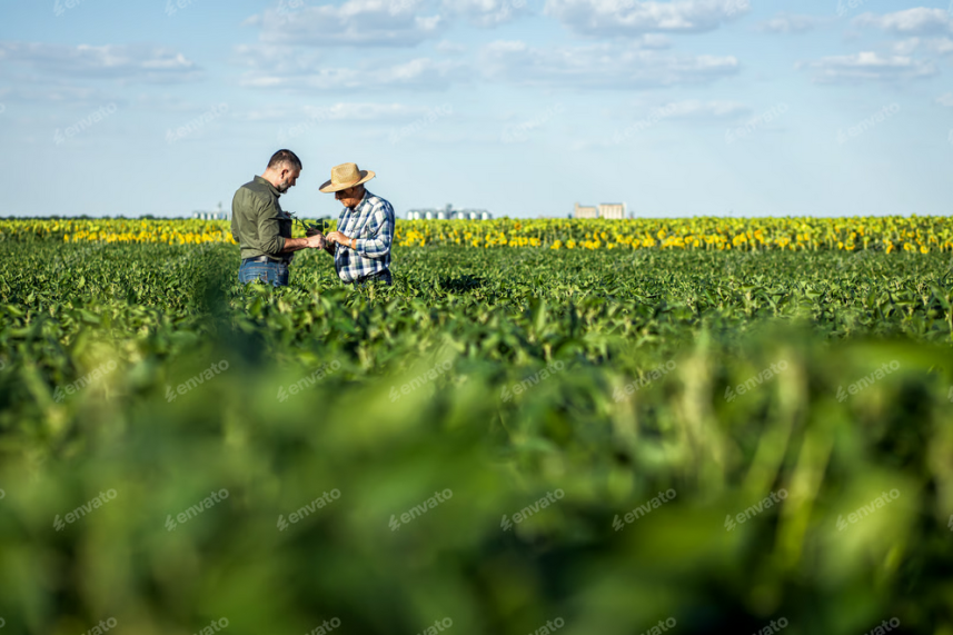 Screenshot 2025-07-11 at 09-55-11 Two farmers in a field examining soy crop. Stock Photo ft. adult & agriculture – Envato Screenshot 2025-07-11 at 09-55-11 Two farmers in a field examining soy crop. Stock Photo ft. adult & agriculture - Envato